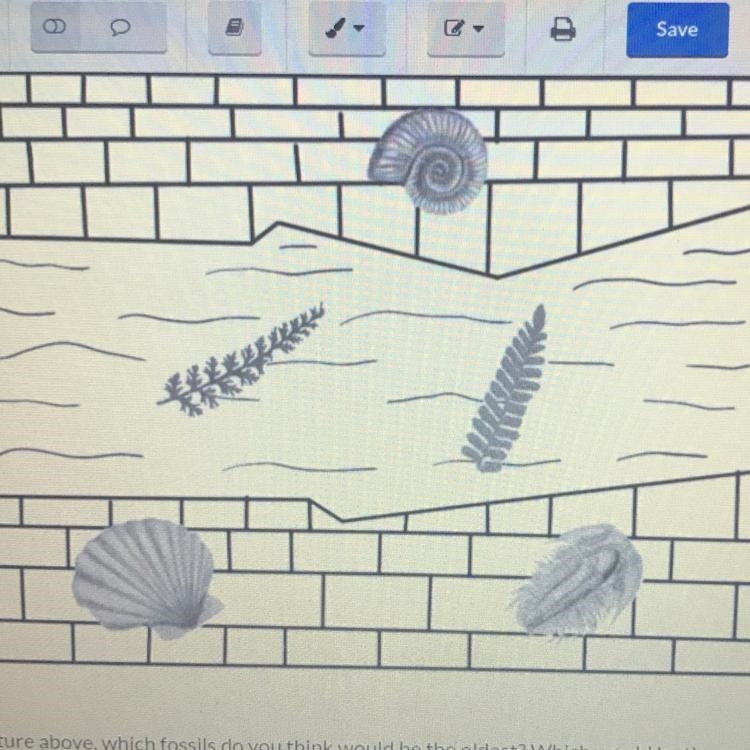 In the picture above, which fossils do you think would be the oldest? Which would-example-1