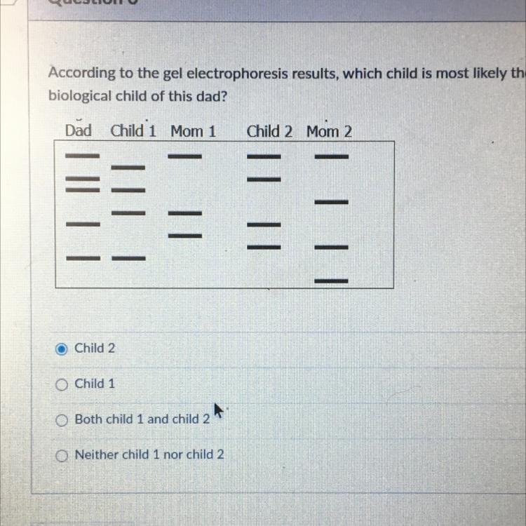 According to the gel electrophoresis results, which child is most likely the biological-example-1