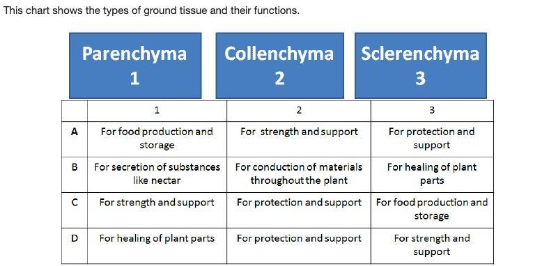 Which row (A, B, C, or D) best matches each ground tissue with its function? A B C-example-1