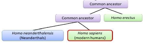 A diagram is shown. A common ancestor splits into common ancestor and homo erectus-example-1