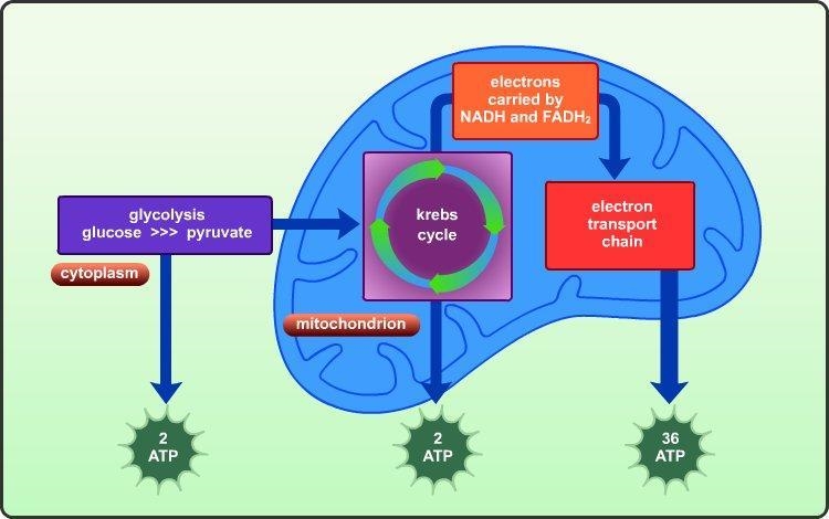 Which process is represented below? the Calvin cycle anaerobic cellular respiration-example-1