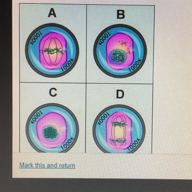 PLZ HELP !!! Place the four images from the cell cycle in the correct chronological-example-1