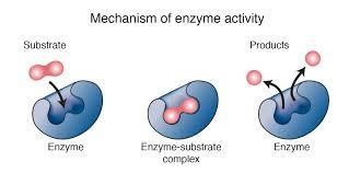 TURE/FALSE: This enzyme is this showing hydrolysis or dehydration synthesis.-example-1