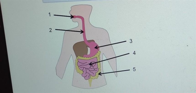 What part of the digestive system is label 3?​-example-1