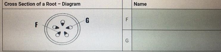 Please label the parts of root diagram?-example-1