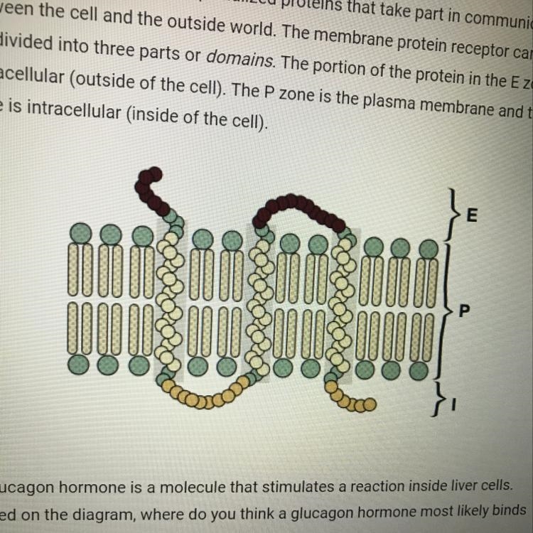 5. Membrane receptors are specialized proteins that take part in communication between-example-1