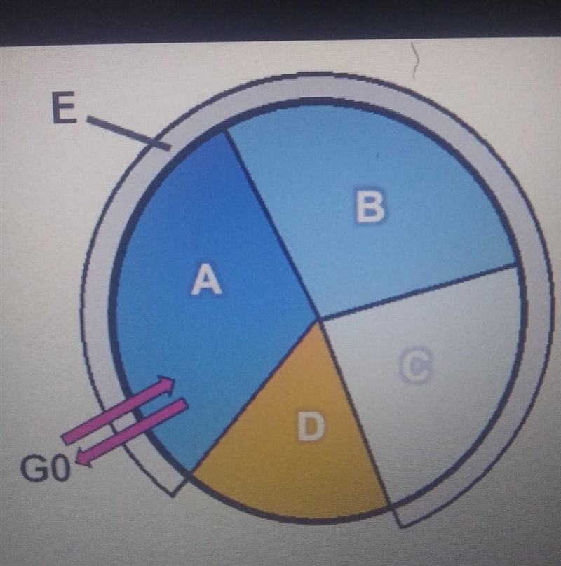 Ldentify the stages of the cell cycle using the drop down menus Label A Label B Label-example-1