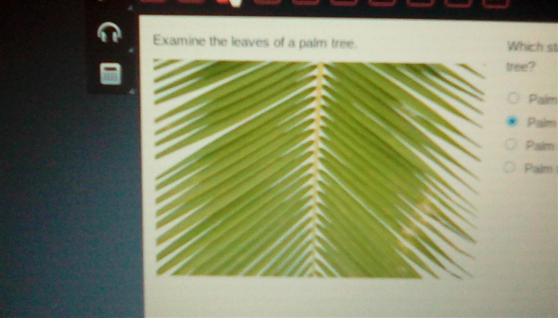 PLEASE HURRY!!! Examine the leaves of a palm tree. Which statement most specifically-example-1