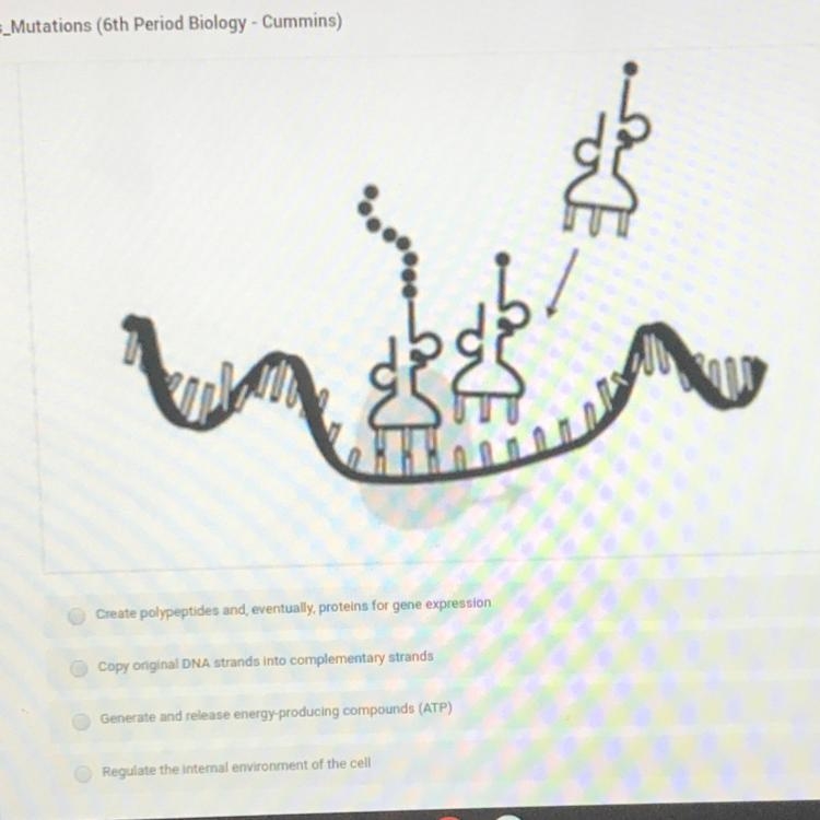 The model shows a cellular process that occurs in every cell in eukaryotic organisms-example-1