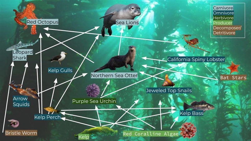 Please choose two different organisms in your food web and describe their habitats-example-1