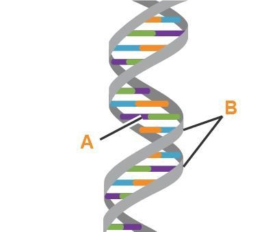 Use the drop-down menus to identify the parts of DNA. Label A: _______ Label B: _______-example-1