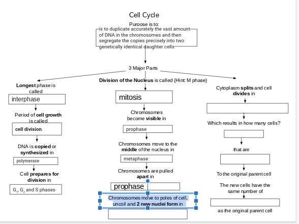 Chromosomes move to poles of cell, uncoil and 2 new nuclei form in do i have it right-example-1