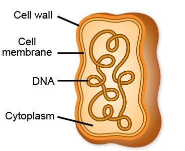 The diagram shows a certain kind of cell with all of its major parts labeled. Which-example-1