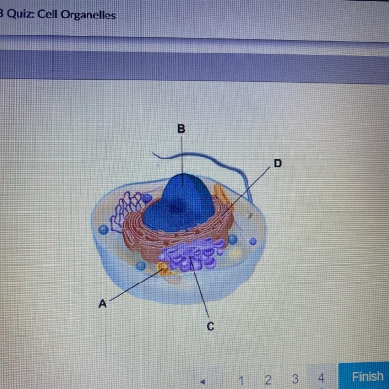 Examine the illustration. Which structure in the cell contains the cell's genetic-example-1