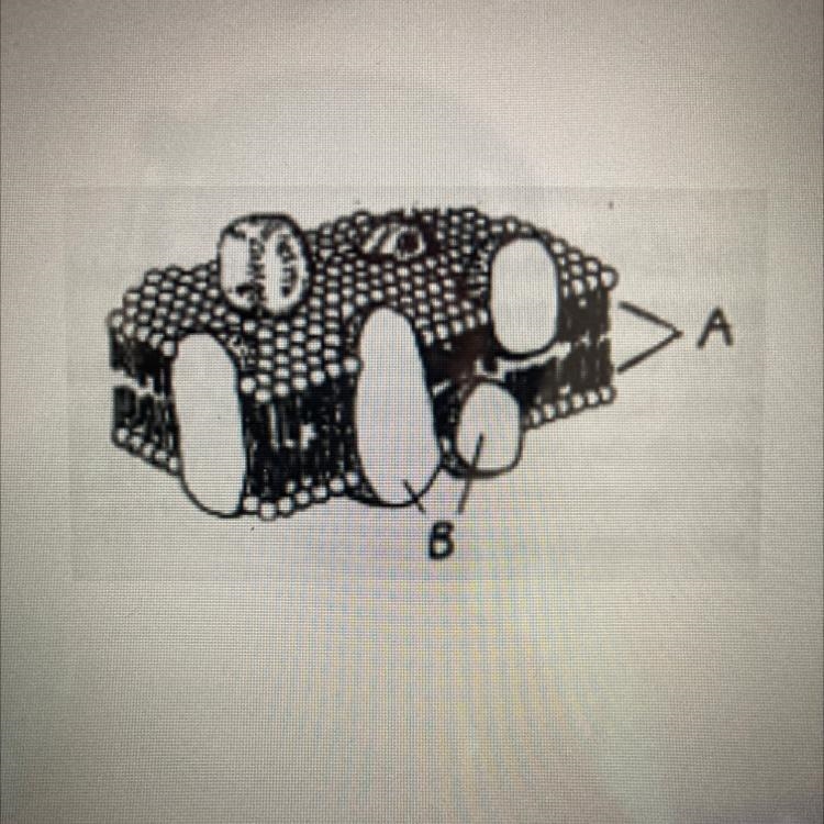 Which cell organelle is shown by the diagram above? Also Explain why this organelle-example-1