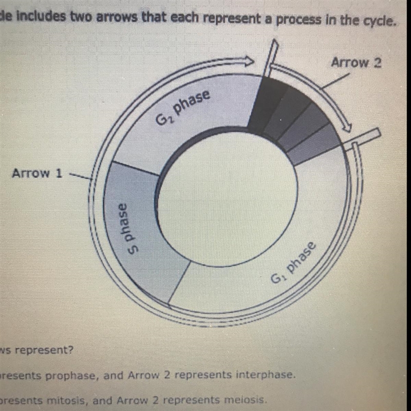 10 This model of the cell cycle includes two arrows that each represent a process-example-1