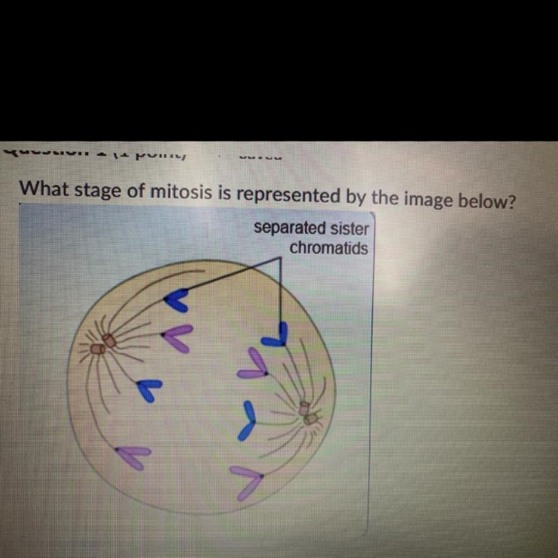 A. anaphase B. Metaphase C. Telophase D. Prophase-example-1