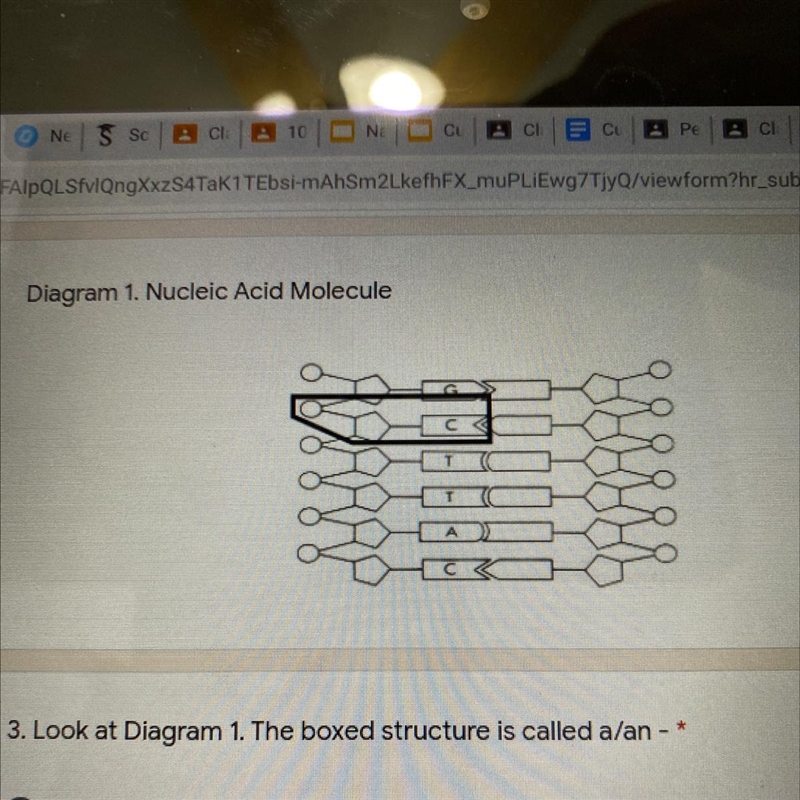 Look at Diagram 1.The boxed structure is called a/an- A. DNA molecule B.nitrogenous-example-1