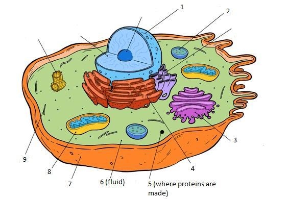 Look at the picture and match the organelle with the number-example-1