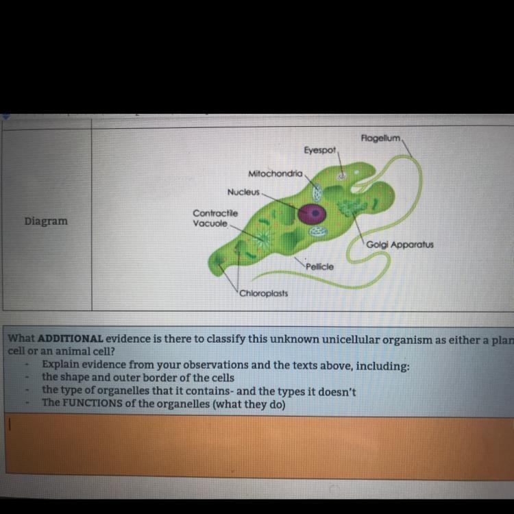 What additional evidence is there to classify this unknown unicellular organism as-example-1