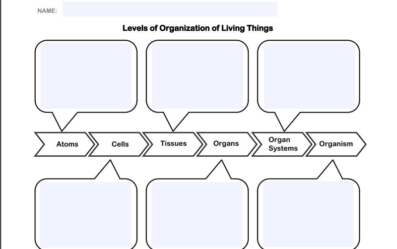 Levels of Organization of Living Things Now that you have learned about tissues, organs-example-1