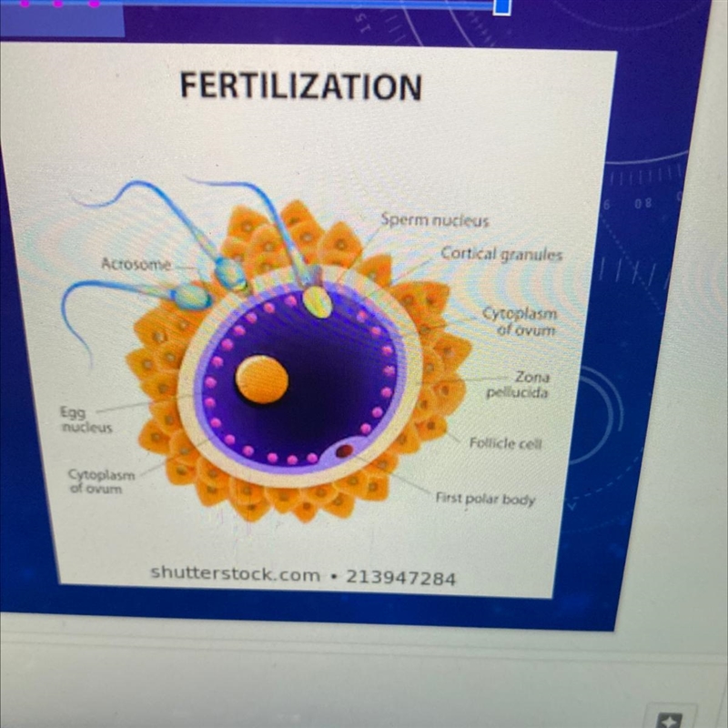 What are the ONLY type of cells can pass on a mutation?-example-1