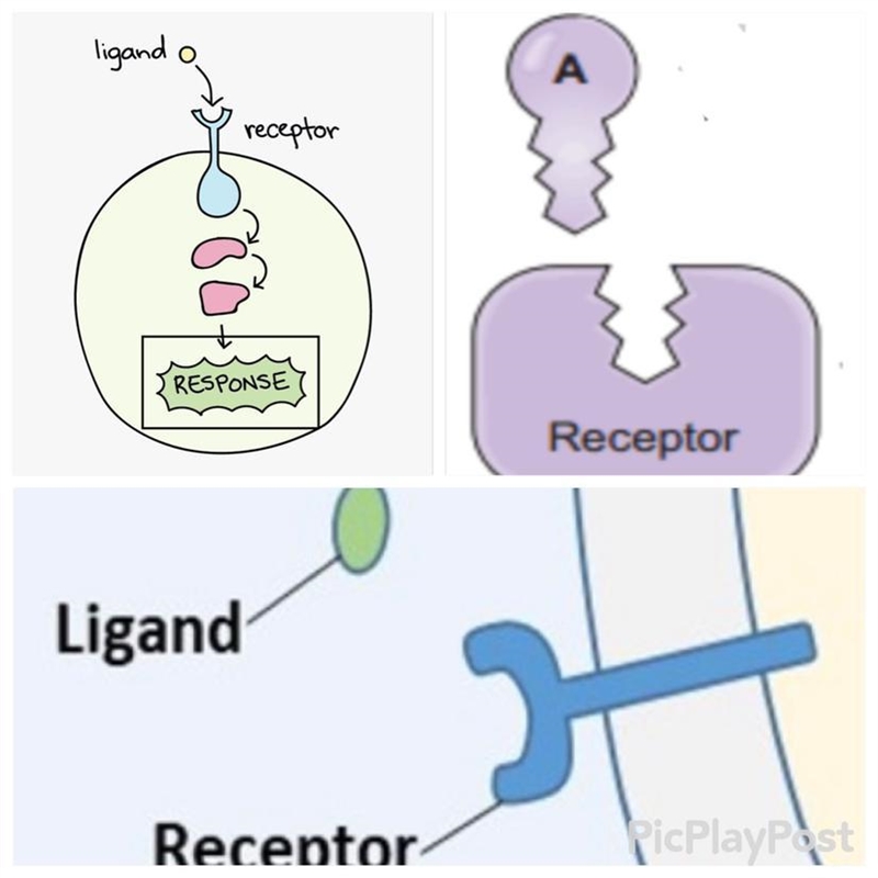 What do you notice about the ligands and their receptors in these images?-example-1