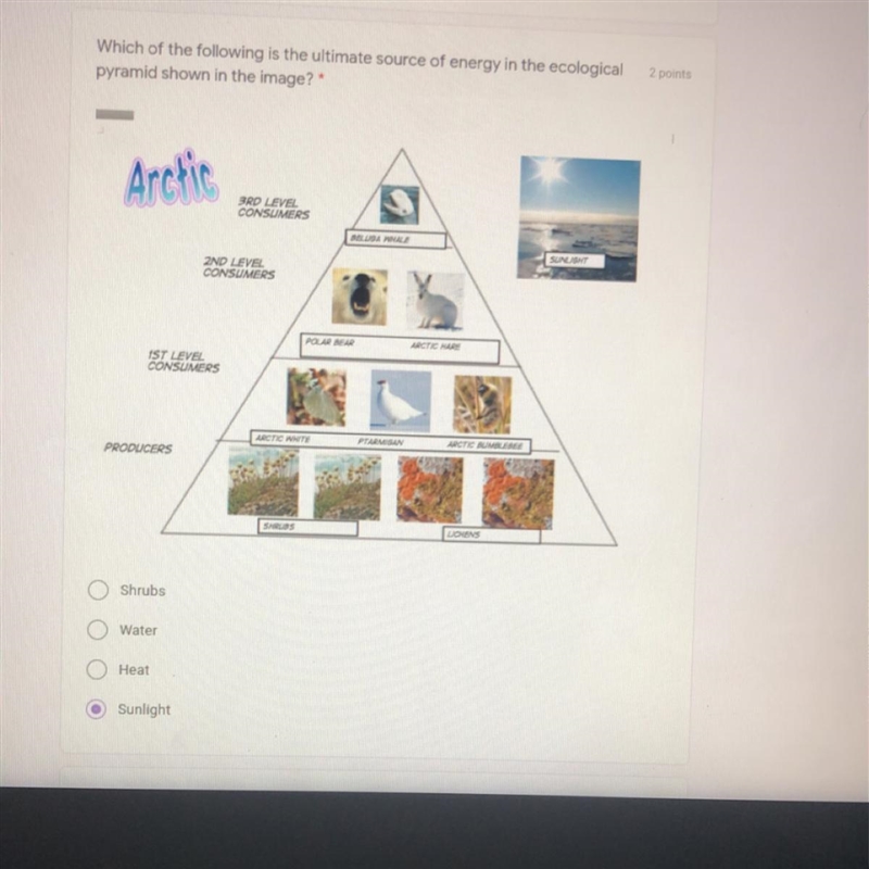 Which of the following is the ultimate source of energy in the ecological pyramid-example-1