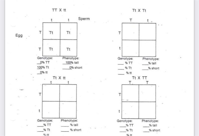 Help ASAP .PUNNETT SQUARES-example-1