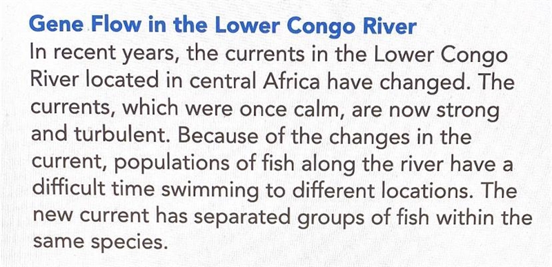 How do the changes in current of the Lower Congo River affect gene exchange?-example-1