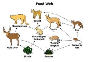 How many first-level consumers are in the food web below? *-example-1