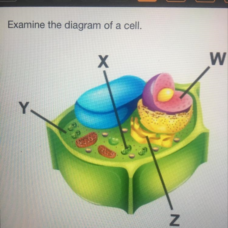 Which accurately labels the cytoplasm? w Х Y Z-example-1