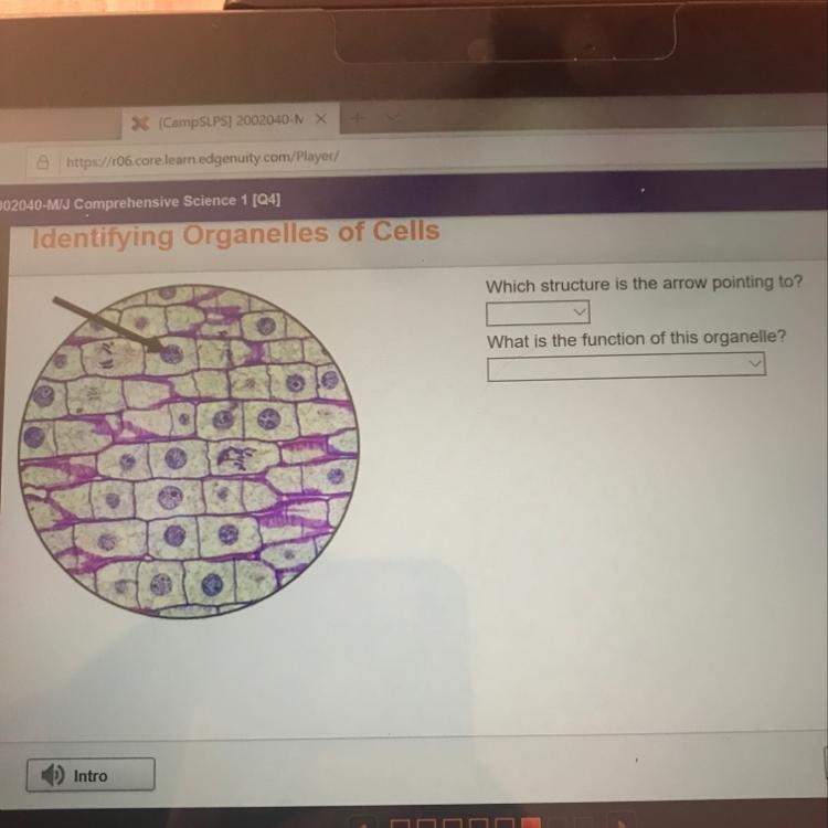 Which structure is the arrow pointing to Lysosome ,nucleus ,ribosome What is the function-example-1