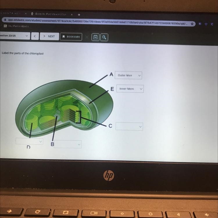 Level the chloroplast? Please!-example-1