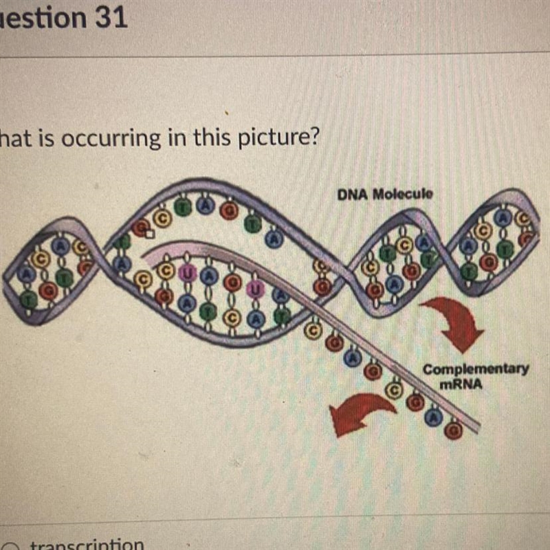 What is occurring in this picture? transcription translation DNA replication mutations-example-1