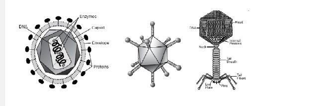 Which of the following best describes the components of these infectious particles-example-1