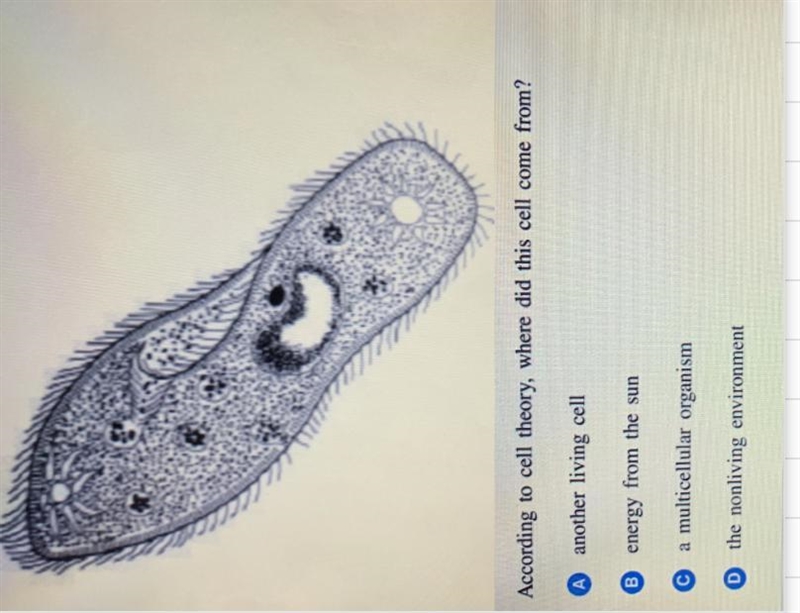 Hurry please! According to the cell theory where did this cell come from?-example-1