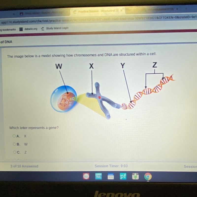 The image below is a model showing how chromosomes and DNA are structured within a-example-1