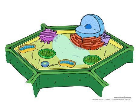 Which type of cell is shown?-example-1