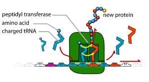 Peptidyl transferase is an enzyme that functions to enable the creation of a polypeptide-example-1