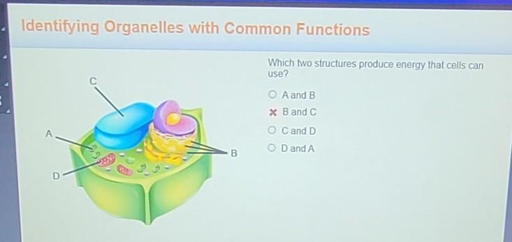 PLEASE, I NEED HELP!!!!!!! Which two structures produce energy that cells can use-example-1