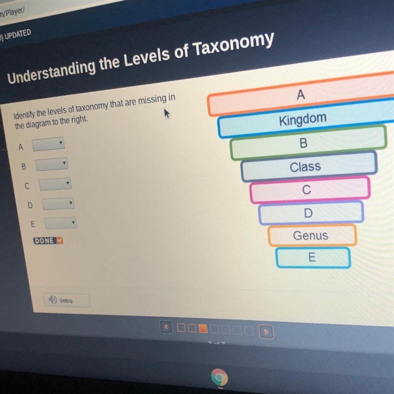 Identify the levels of taxonomy that are missing in the diagram to the right-example-1