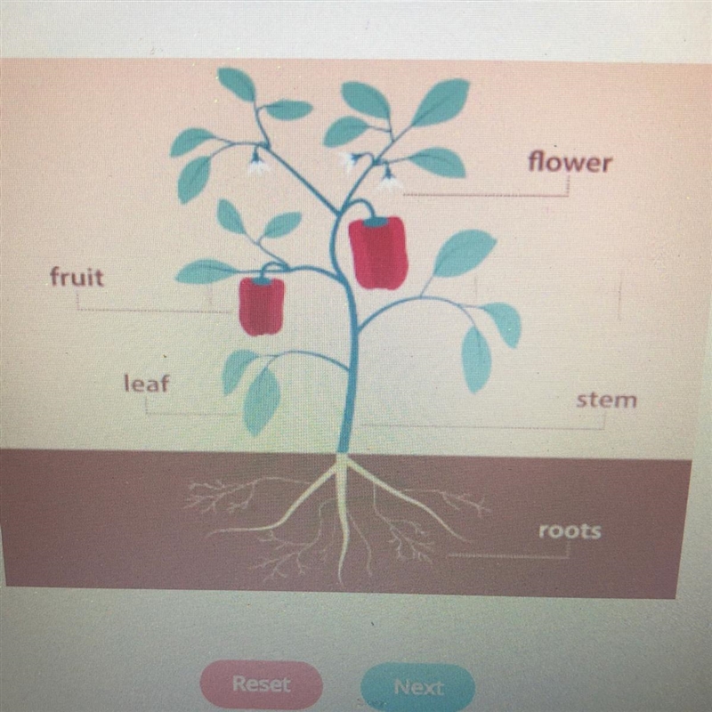 Where does photosynthesis occur?-example-1