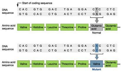 What type of mutation is shown in the picture provided? A) deletion B) insertion C-example-1