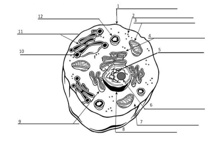 Please help me identify the parts of this cell: No trick answers please-example-1