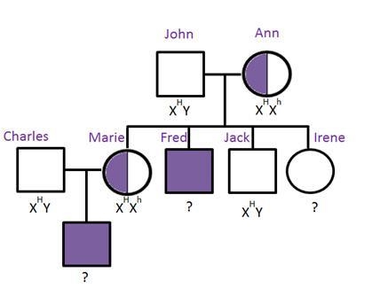 Hemophilia is an X-linked recessive disorder (Xh) that is passed through generations-example-1