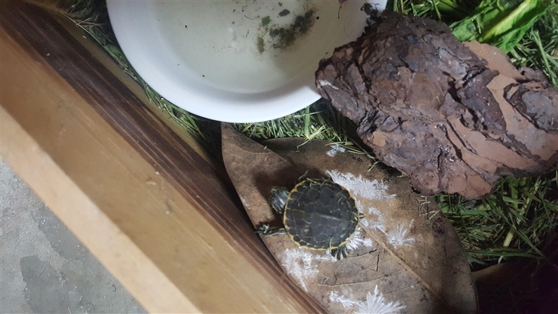 What species of turtle is this found him in my front yard, I live in Florida near-example-1