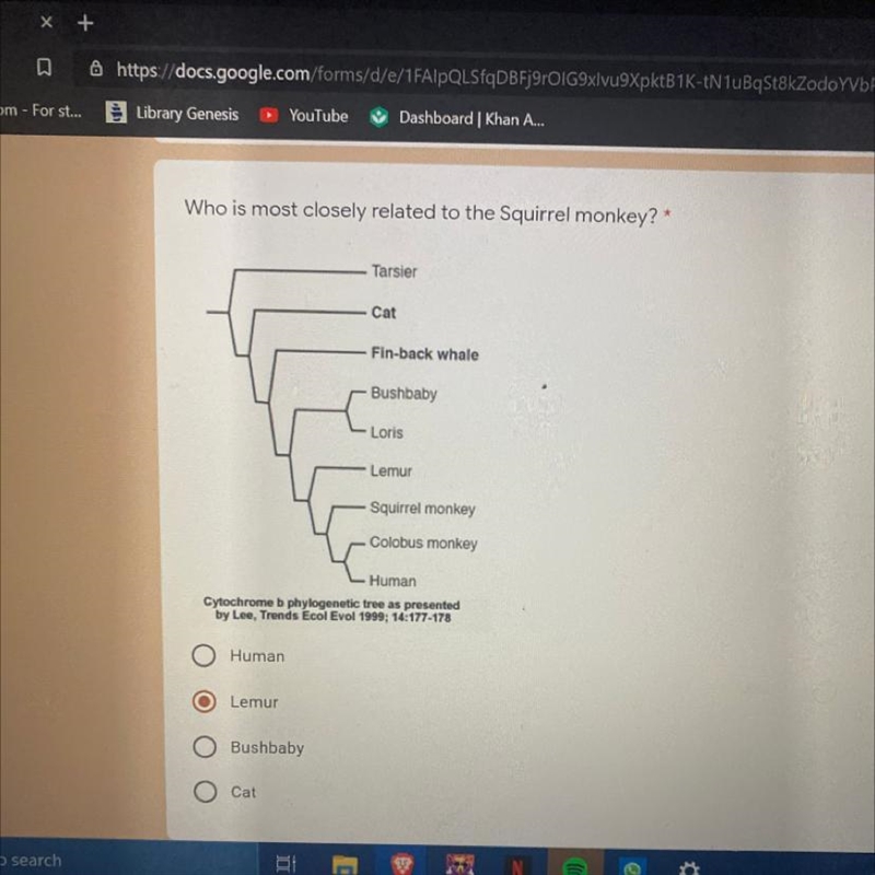 Who is most closely related to the squirrel monkey? I appreciate the help!-example-1