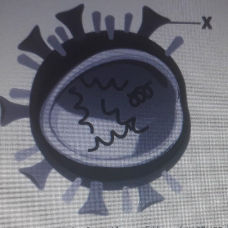 The most likely function of the label X in the above figure is A. anchoring the virus-example-1