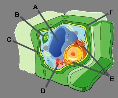 Identify the organelles in the cell to the right. A B C D E F-example-1